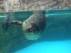 アザラシ